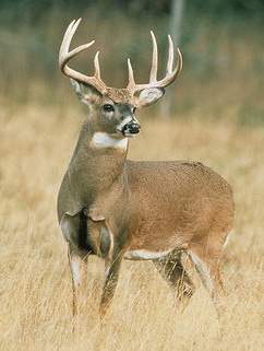 placeholder deer