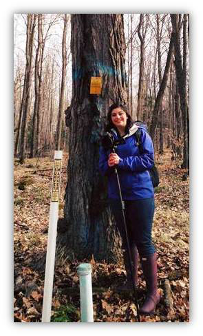 sugar maple bearingtree reporter